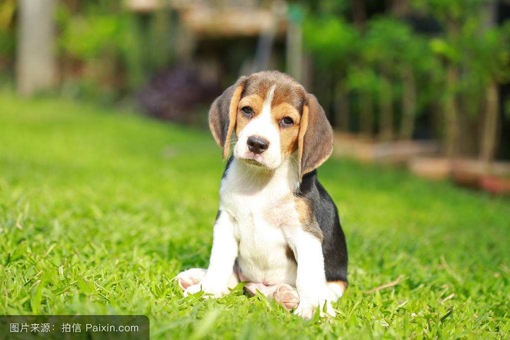 养比格挣钱吗,比格狗狗好养吗