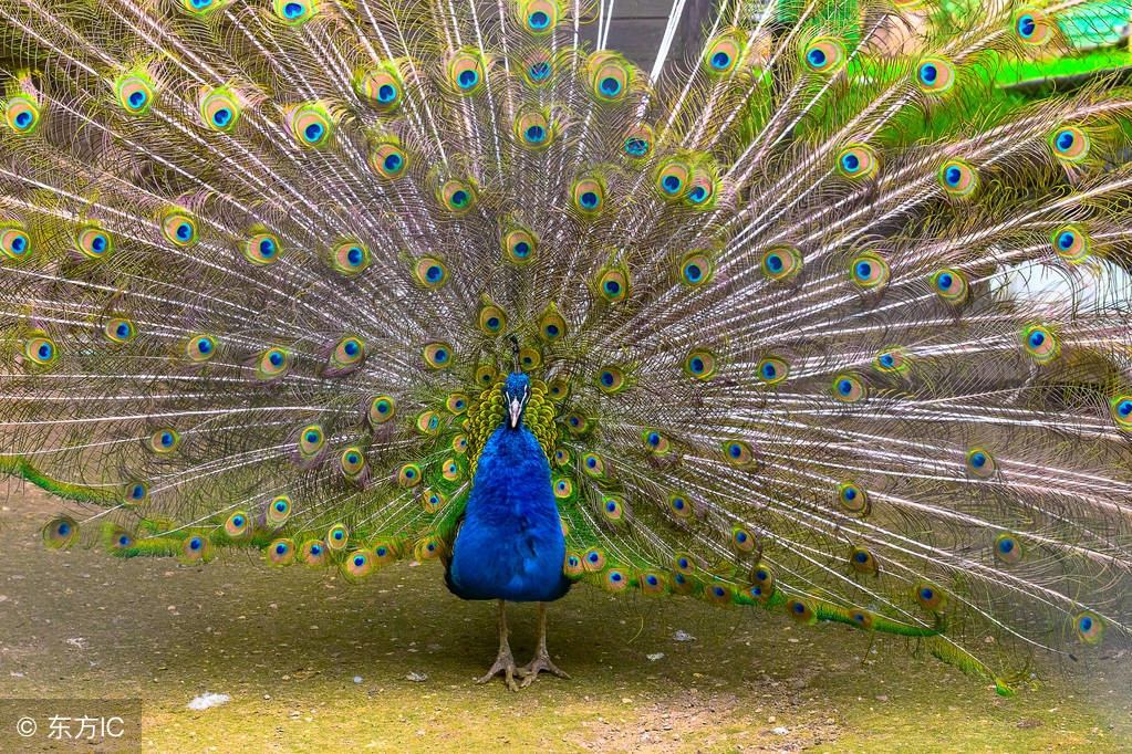 在农村干什么赚钱要投资少风险,在农村想做点小生意干什么最好