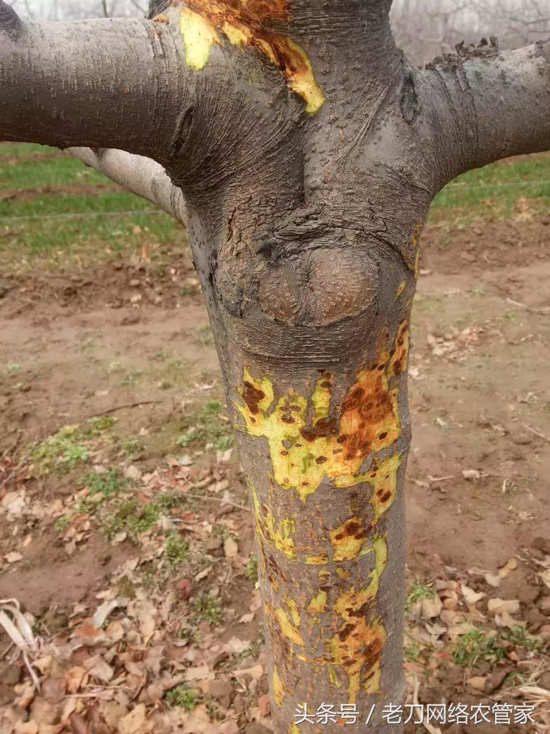 苹果树干腐病怎么治疗,苹果树干腐病是怎样的