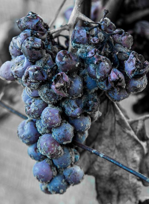 冰酒与甜酒的区别,冰酒甜酒多少钱一瓶