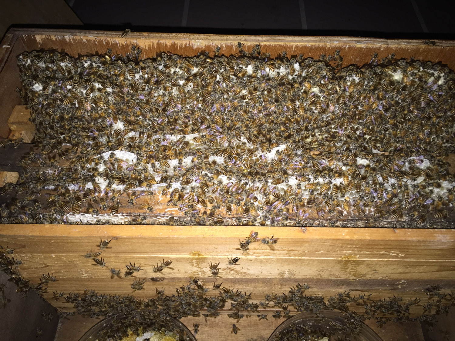 合并蜂群要关王吗,工产蜂群如何合并