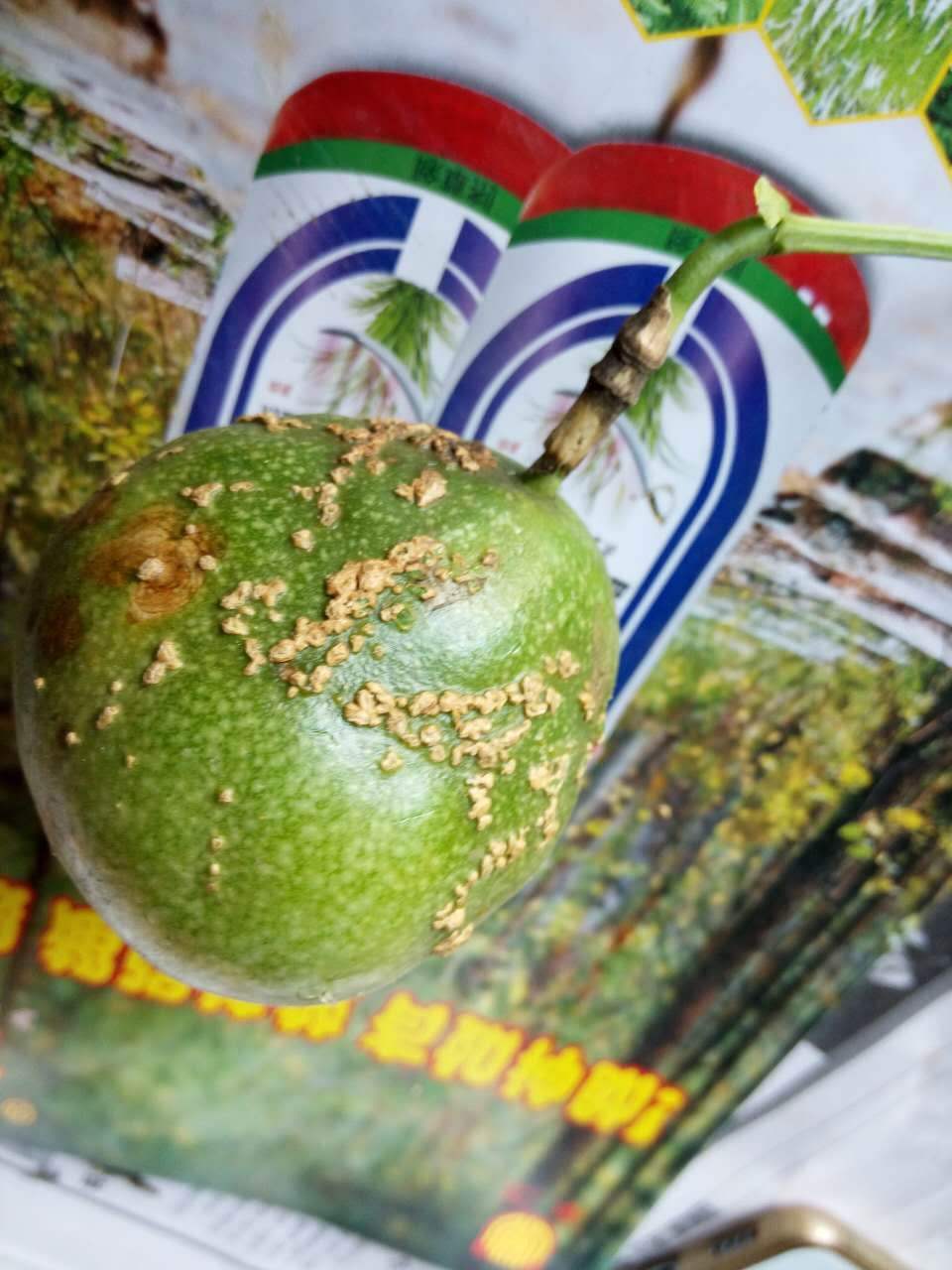 百香果病毒病的症状图片,百香果病毒病图谱及防治