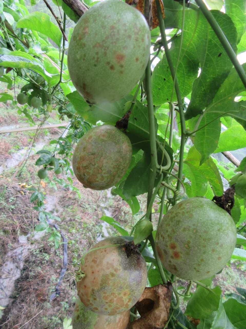 百香果病毒病的症状图片,百香果病毒病图谱及防治