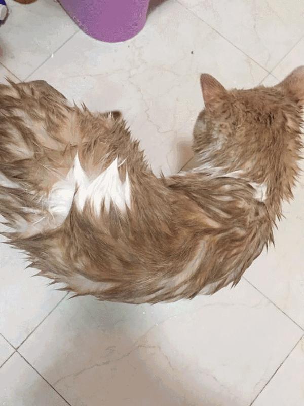 网易丁磊和网易严选,丁磊严选视频