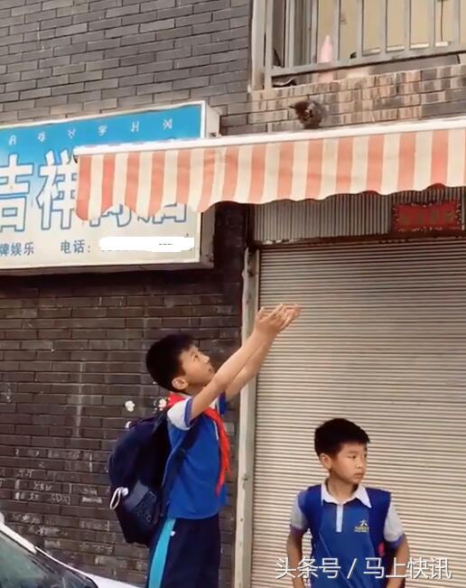 小猫咪从4楼摔下来该怎么办,小猫咪从一米多高的地方摔下来