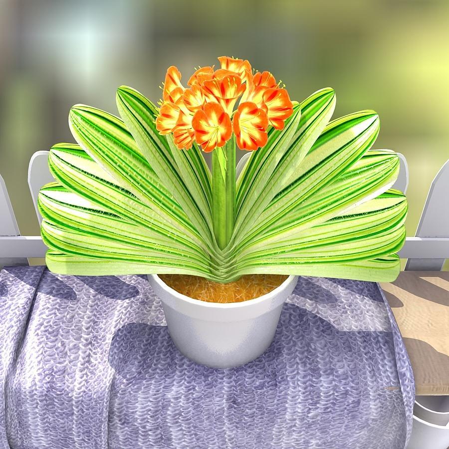 君子兰夹箭只需一招就能解决,君子兰花箭抽出2公分还算夹箭吗