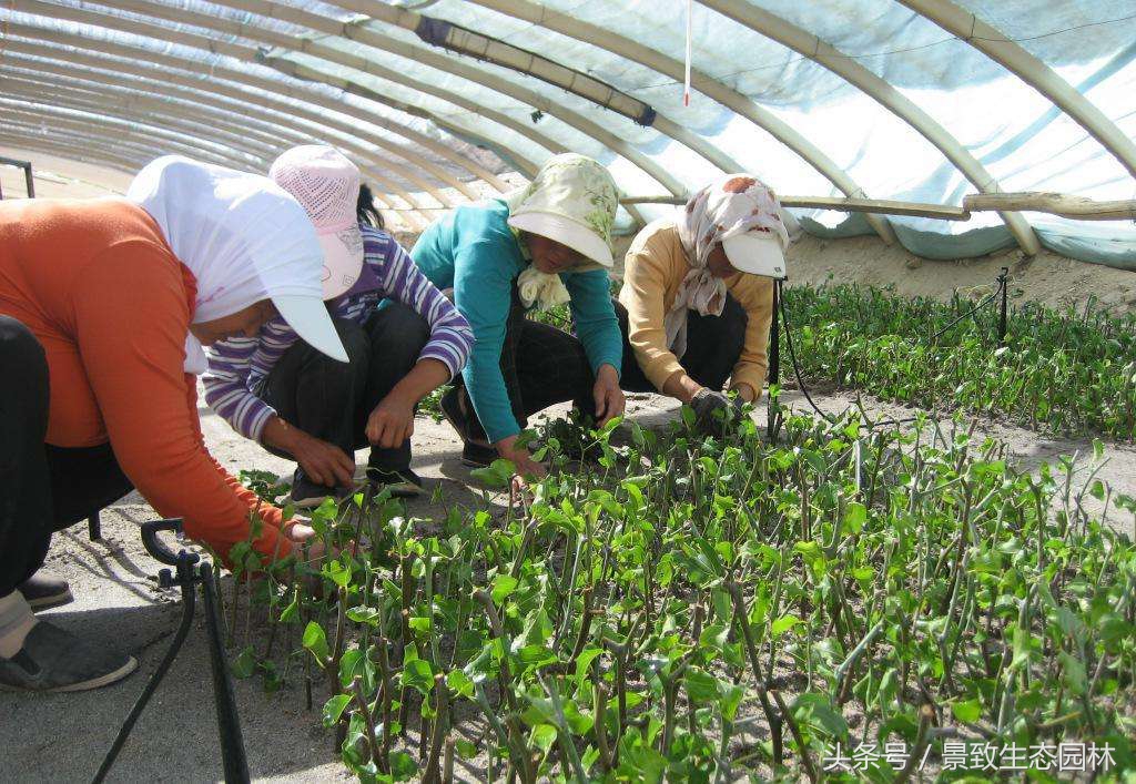 苗木花卉快繁育苗技术合作,最全苗木花卉快速育苗繁殖技术