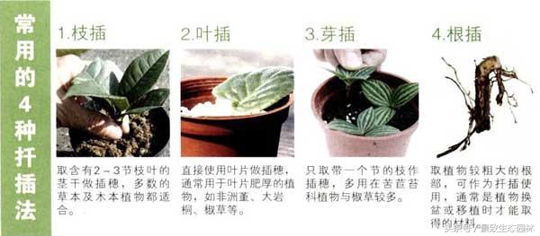 苗木花卉快繁育苗技术合作,最全苗木花卉快速育苗繁殖技术