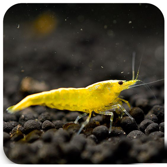 养观赏虾的缸养什么鱼,观赏虾和观赏鱼哪个好养一些