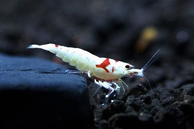 观赏虾和观赏鱼哪个好养一些,观赏鱼养多了好吗