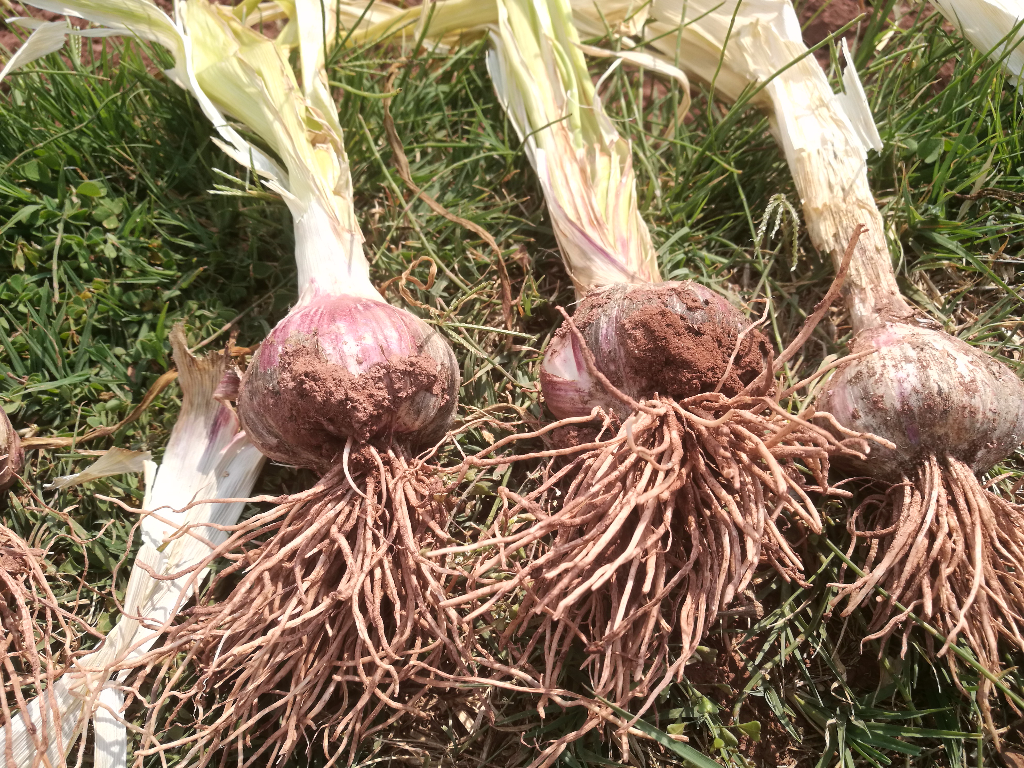 浜戝崡澶х悊灞辫揣,澶х悊灞辫揣鎵瑰彂