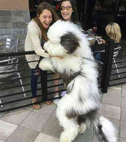 被动物舔舐伤口会得狂犬病吗,和宠物狗接吻会得狂犬病吗