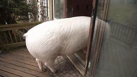 茶杯猪怎么养,茶杯猪能下多少猪仔