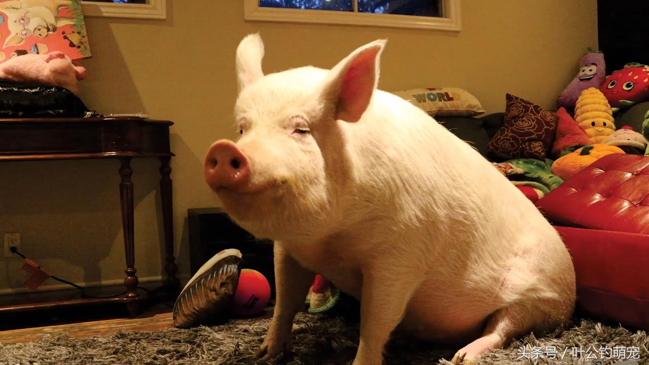 茶杯猪怎么养,茶杯猪能下多少猪仔