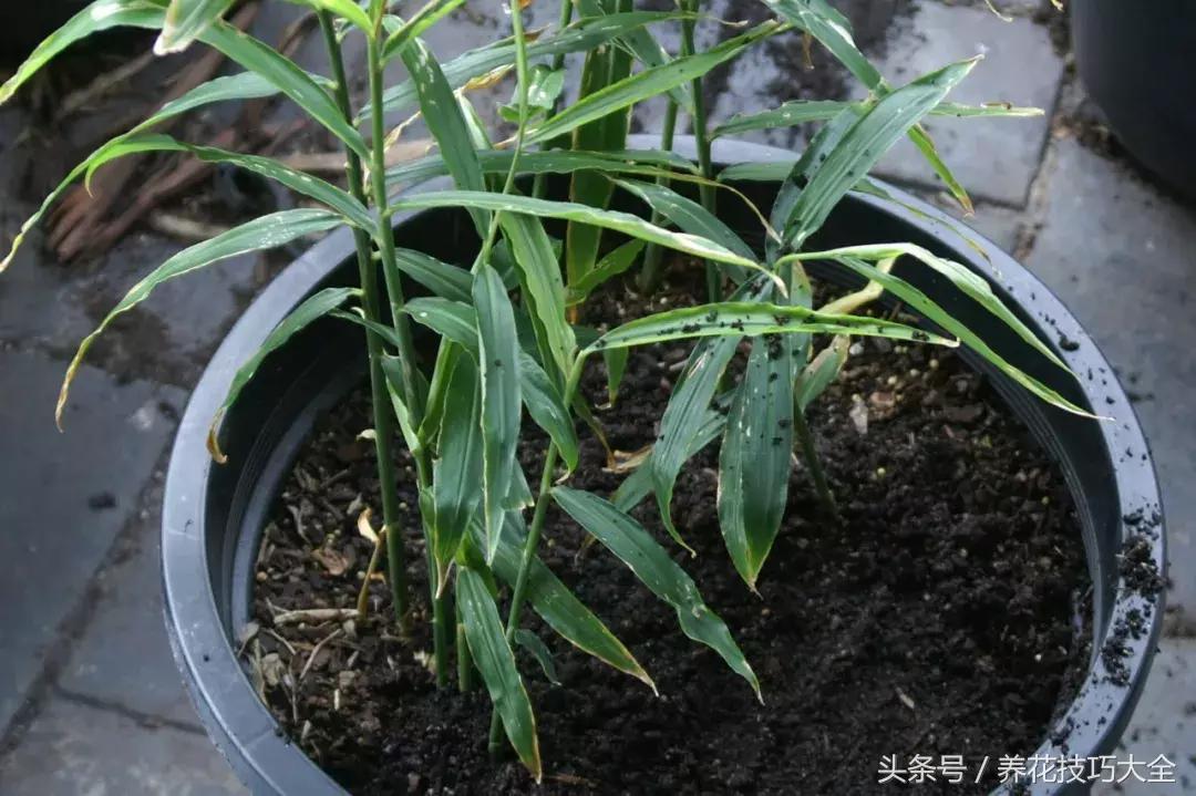 盆栽生姜种植方法和最佳时间,盆栽生姜的种植方法及栽培技术