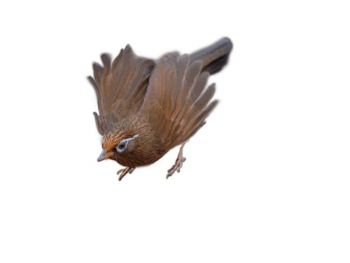 画眉鸟不立体怎么办,野生画眉不吃东西怎么办