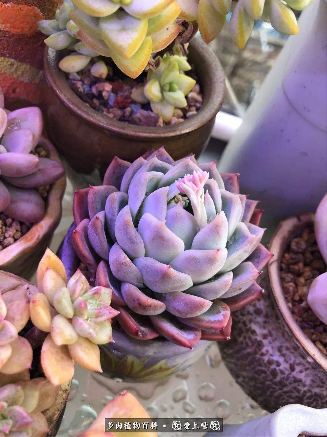 没阳光的多肉也如此迷人,不需要很多阳光的多肉