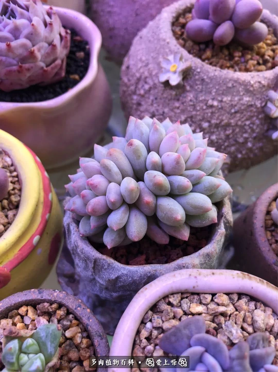 没阳光的多肉也如此迷人,不需要很多阳光的多肉