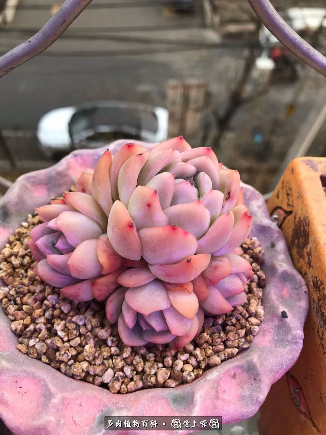 没阳光的多肉也如此迷人,不需要很多阳光的多肉