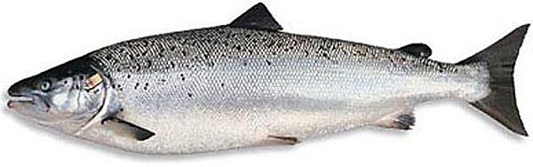 日式料理四种鱼,日本料理一般有哪些鱼