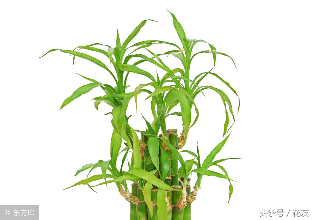 富贵竹常见的病虫害防治方法,富贵竹水培病害