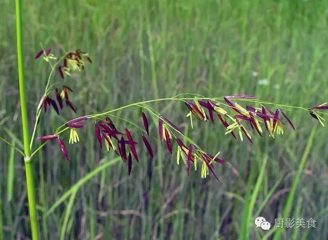 大米种类有粳米籼米,盒马鲜生大米种类