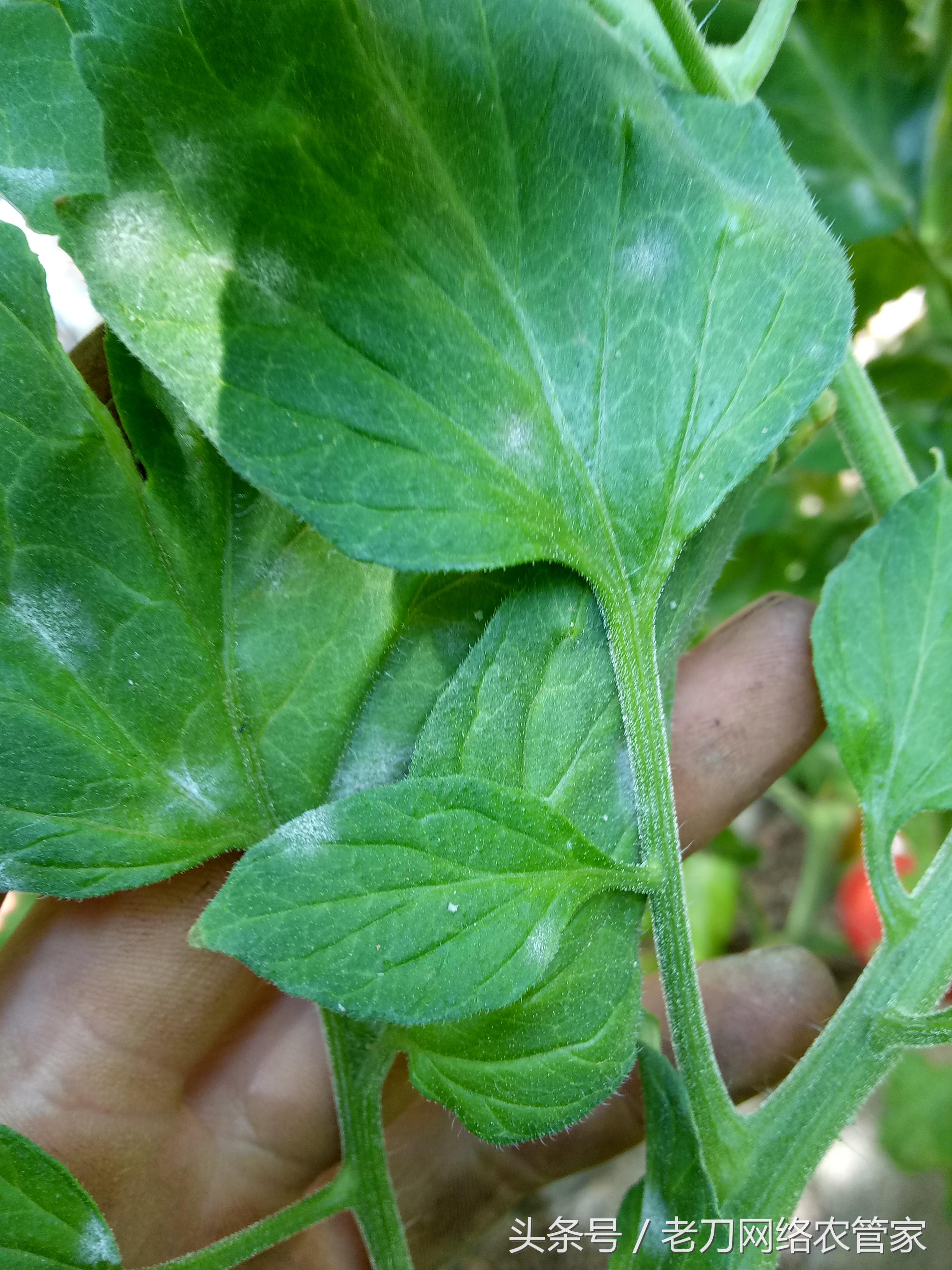 番茄白粉病能吃么,白番茄粉功效与作用