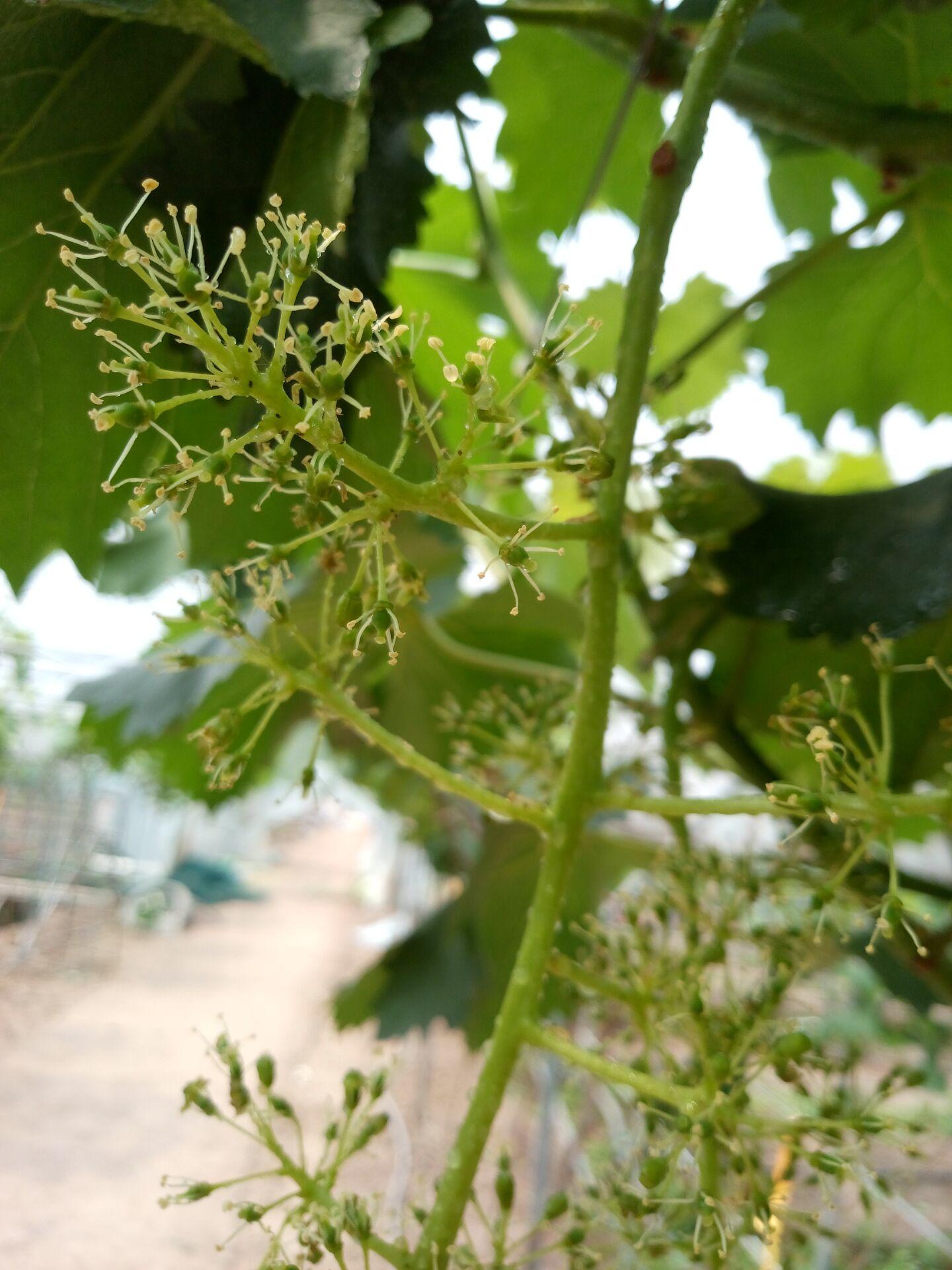 葡萄出芽后农药管理技术措施,葡萄落花后用什么药剂保果