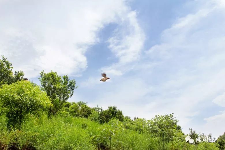 退伍军人养鸡创业致富,90后农村小哥辞职回乡创业养鸡