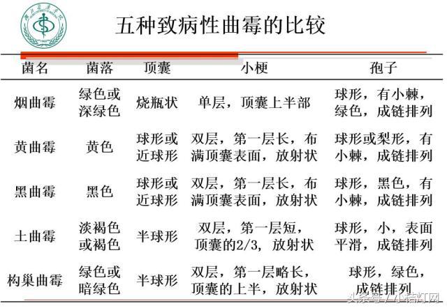 ivd基础知识大全,真菌检测要点