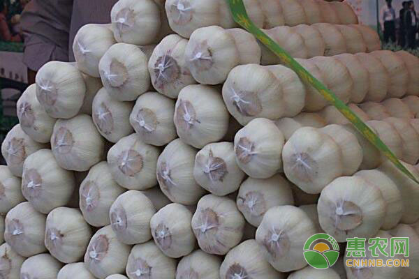 2018年4月11日大蒜主产区价格行情，整体平稳