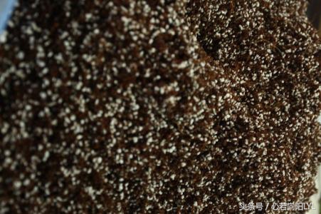 绿萝快死掉了怎么办？记住这3点，让你养的绿萝起死回生！