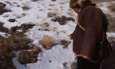 被奉为神明合集,bbc神级纪录片life第02集