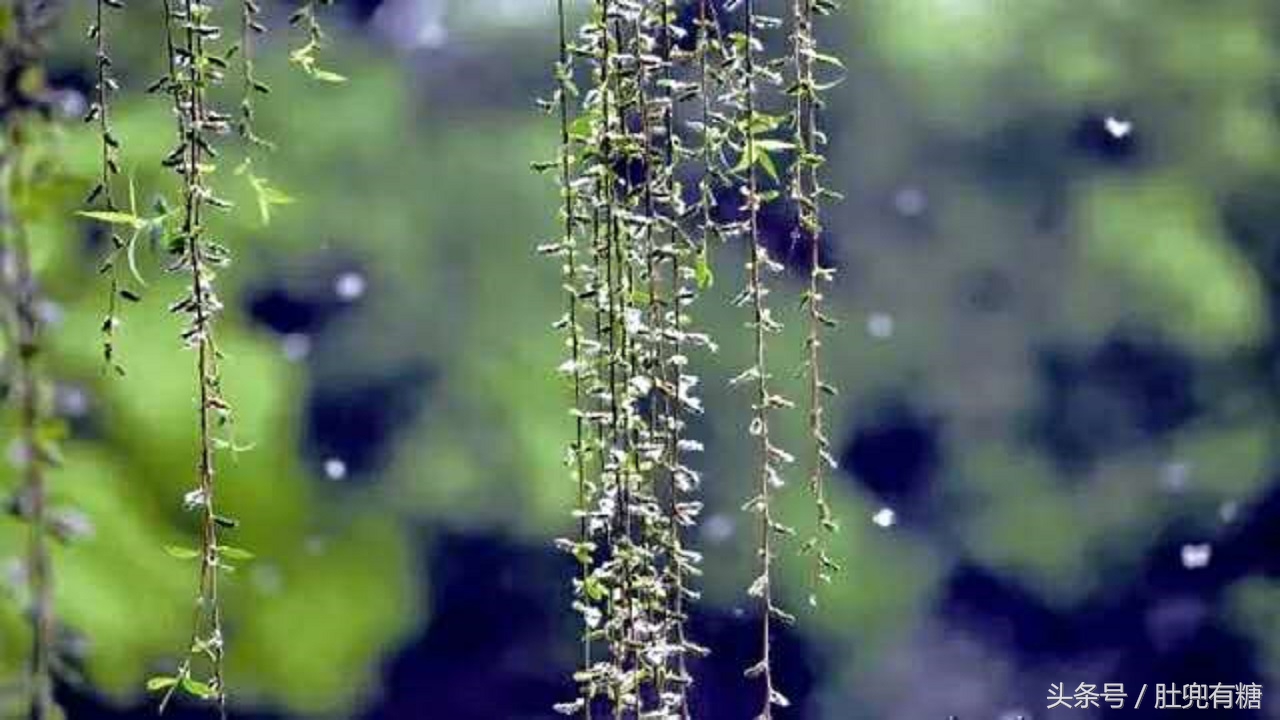 又到了柳絮如雪的季节,又到了柳絮满天飞的季节