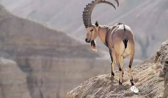 爱吃羊肉,爱吃串,那就看看这60种不同品种的羊长什么样子吧!