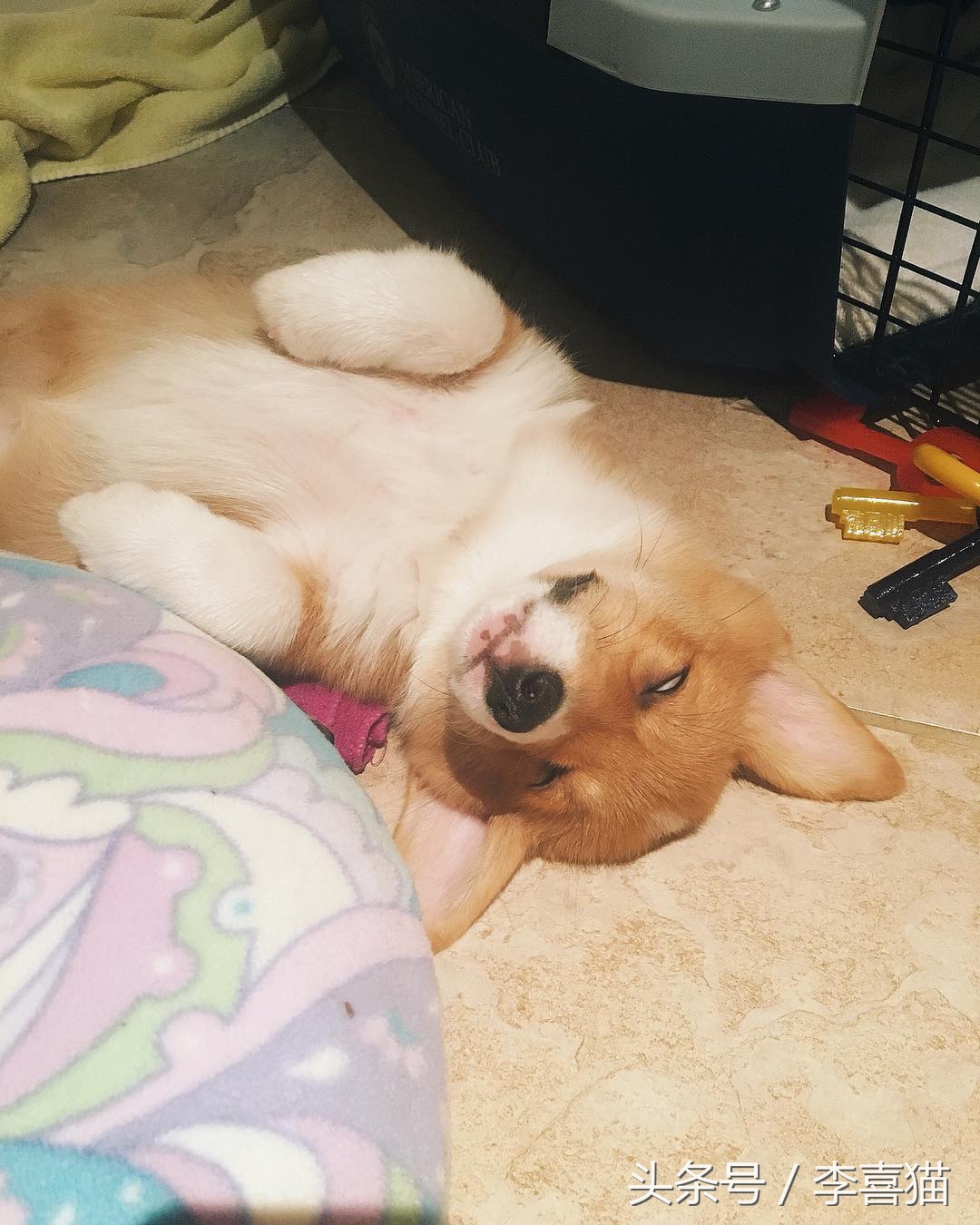 柯基最好笑的4个行为,柯基小短腿的烦恼