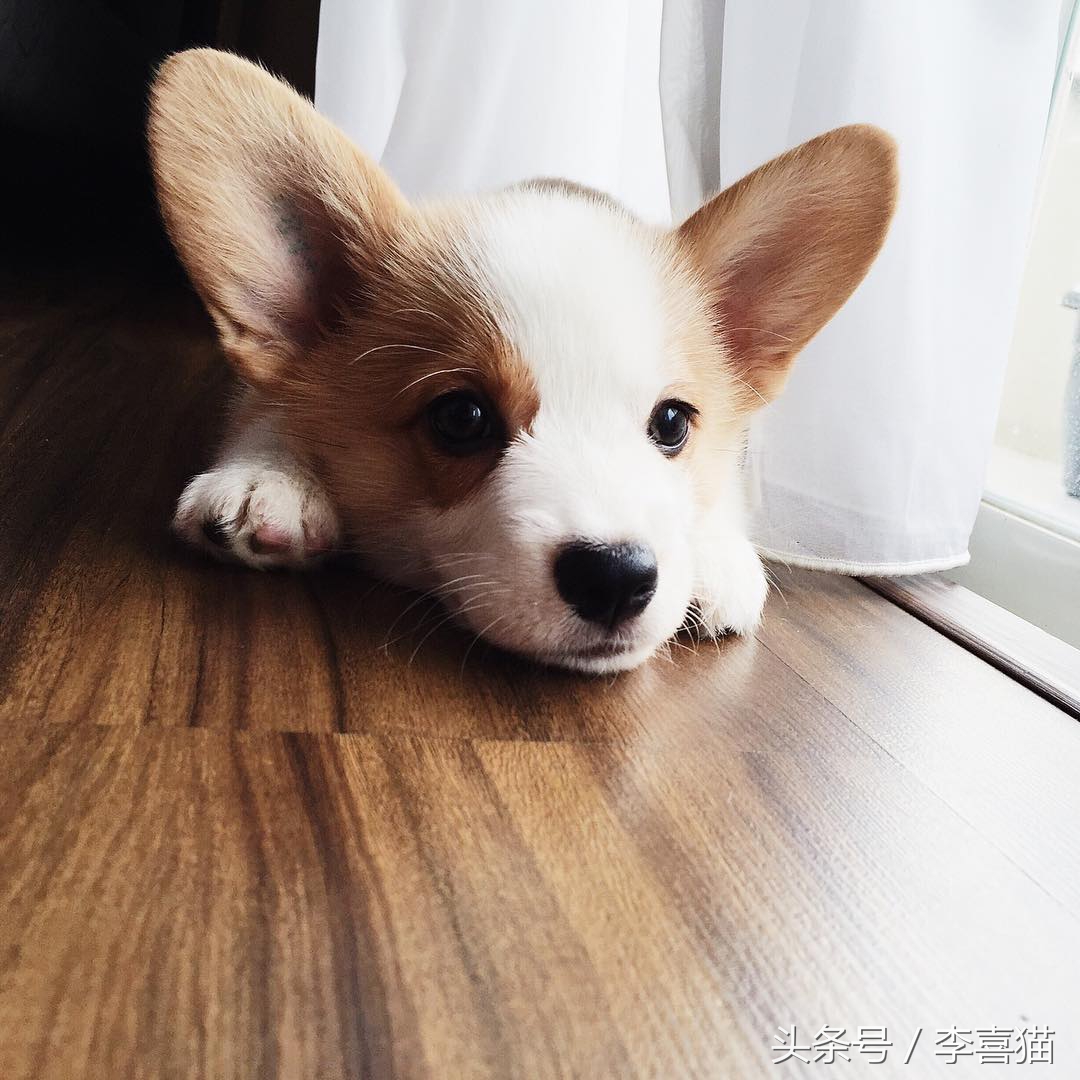 柯基大长腿和小短腿日常,别看柯基小小的脾气可不得了