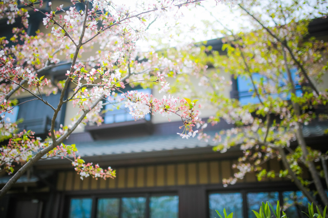 三月的拈花湾樱花烂漫,烟花三月桃花