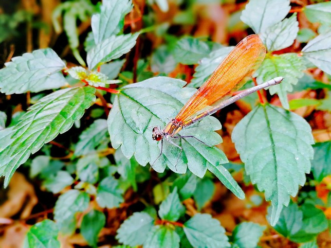 涔濇邯鐙竴鏃犱簩,涔濇邯娓哥帺鎰熸偀