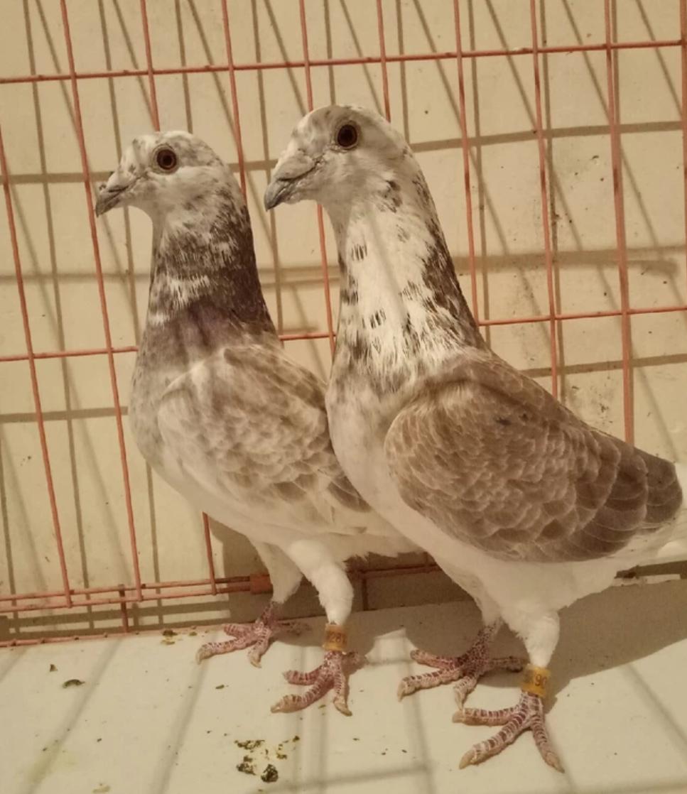 鸽巢要修在什么地方好,幼鸽出壳多少天可以清理鸽窝