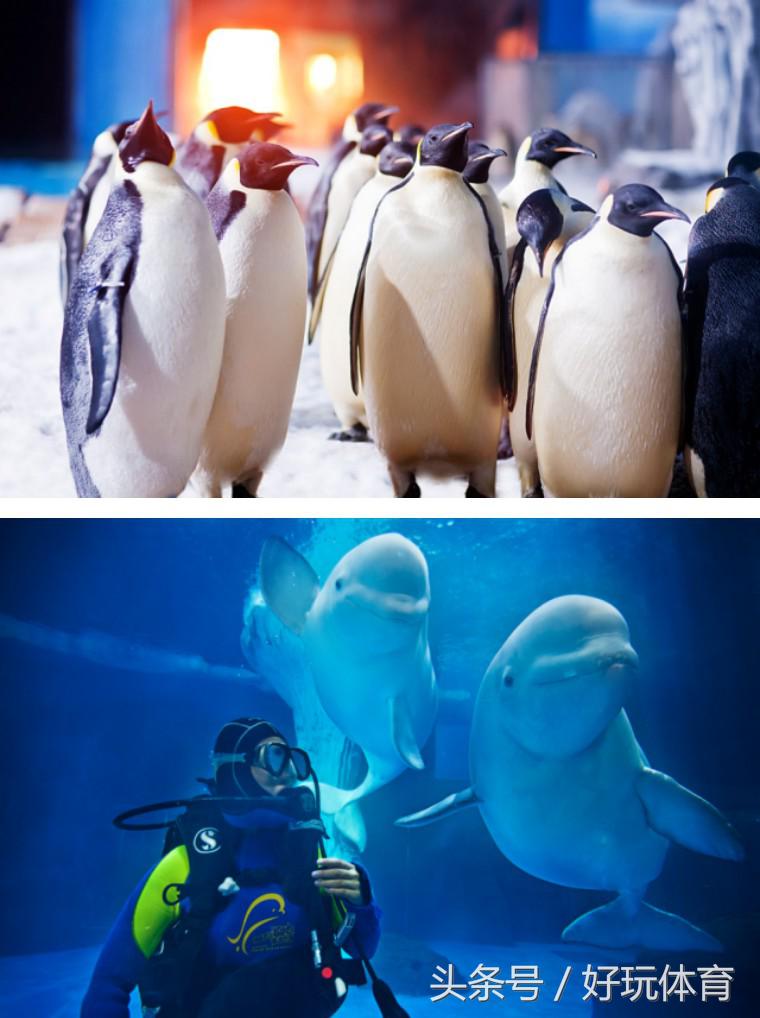 武汉海昌极地杯2018DOGRUN乐跑武汉站来啦！汉马月，一起跑起来！