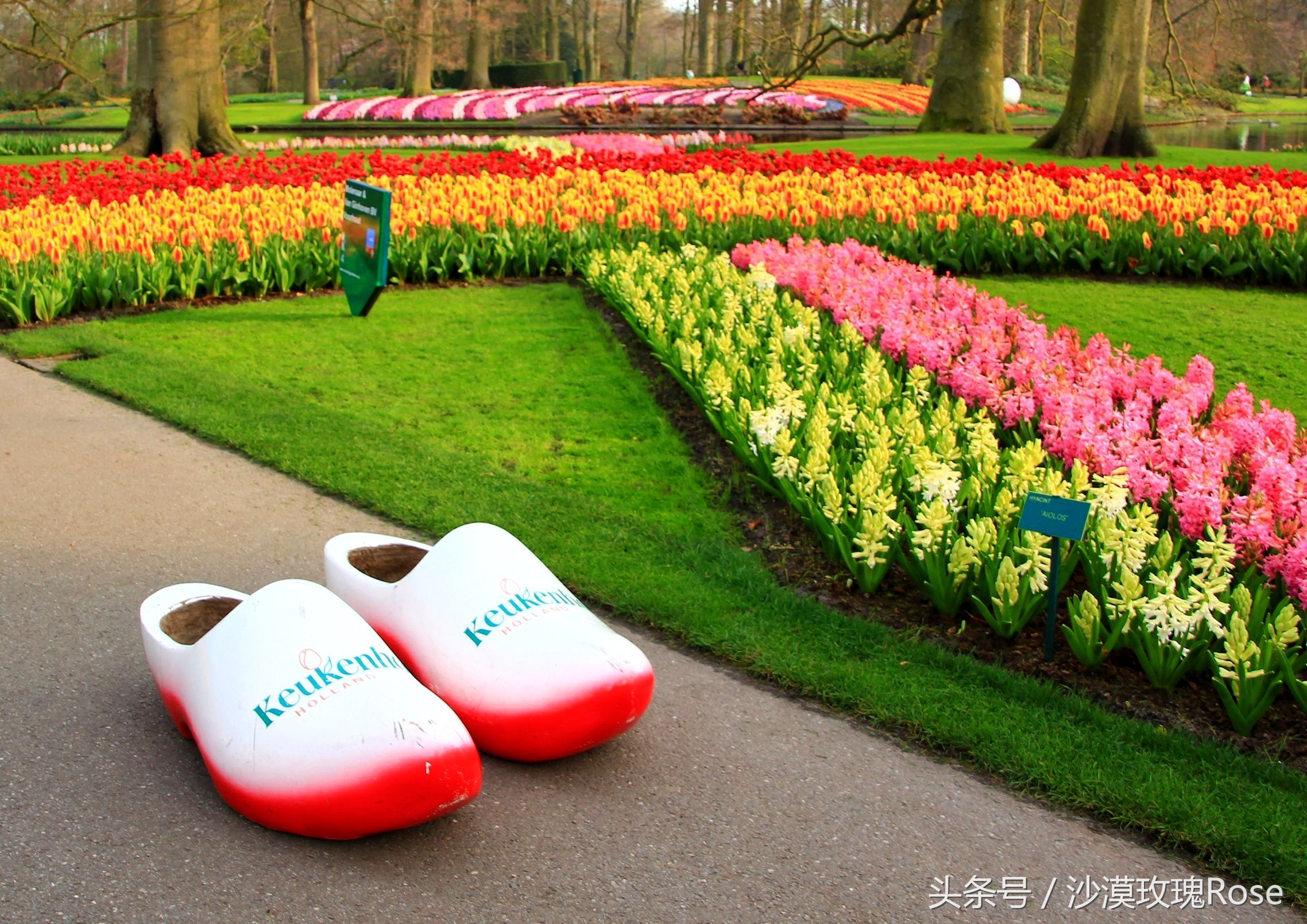 荷兰哪里可以看到郁金香花海,荷兰的郁金香花图