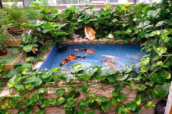 怎样养绿萝才能茂盛视频,屋内绿萝怎么养比较茂盛