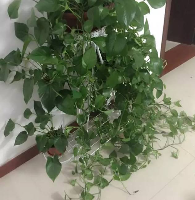 怎样养绿萝才能茂盛视频,屋内绿萝怎么养比较茂盛