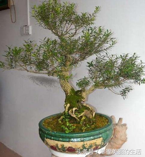 珍珠黄杨烂根怎么办,黄杨烂根枯枝怎么处理