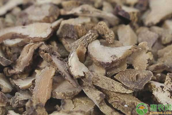 民间草药白芨图片及功效,野草白芨