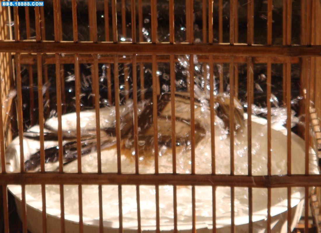 如何让画眉鸟上性,怎样让画眉鸟快速上性