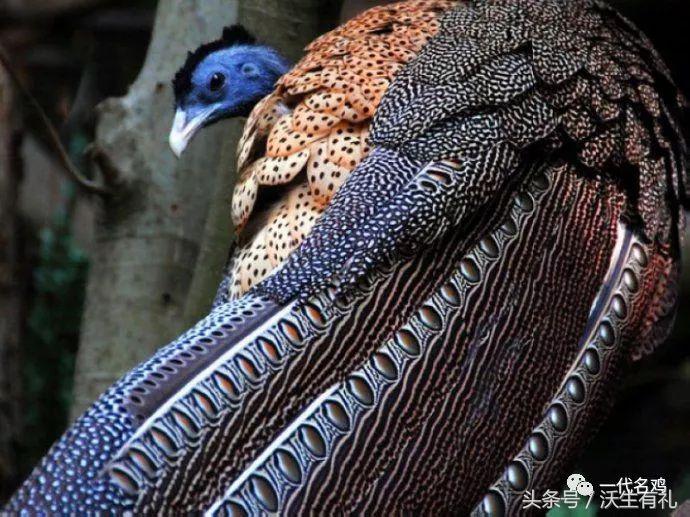 公鸡母鸡不带小鸡,公鸡没有鸡子吗