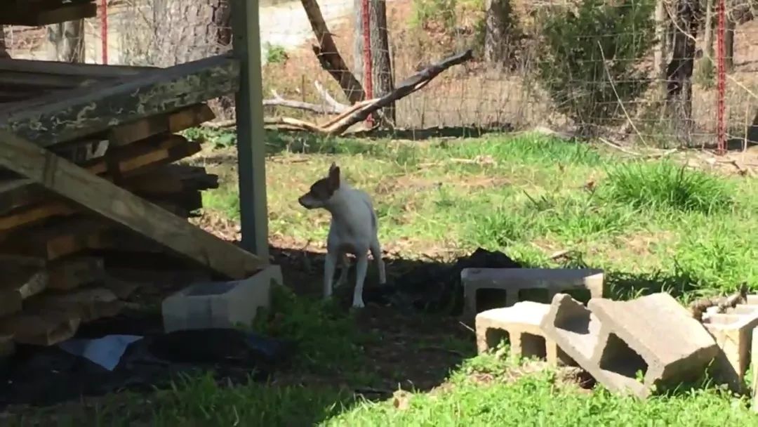 狗狗误闯300米,狗狗误闯鹿群