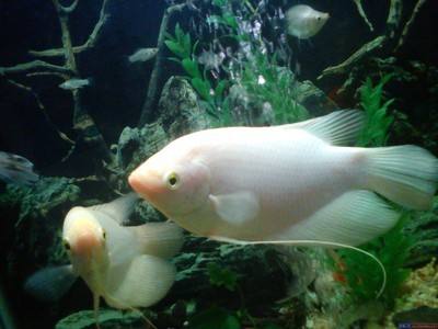 适合饲养的十大观赏鱼,最受欢迎的观赏鱼